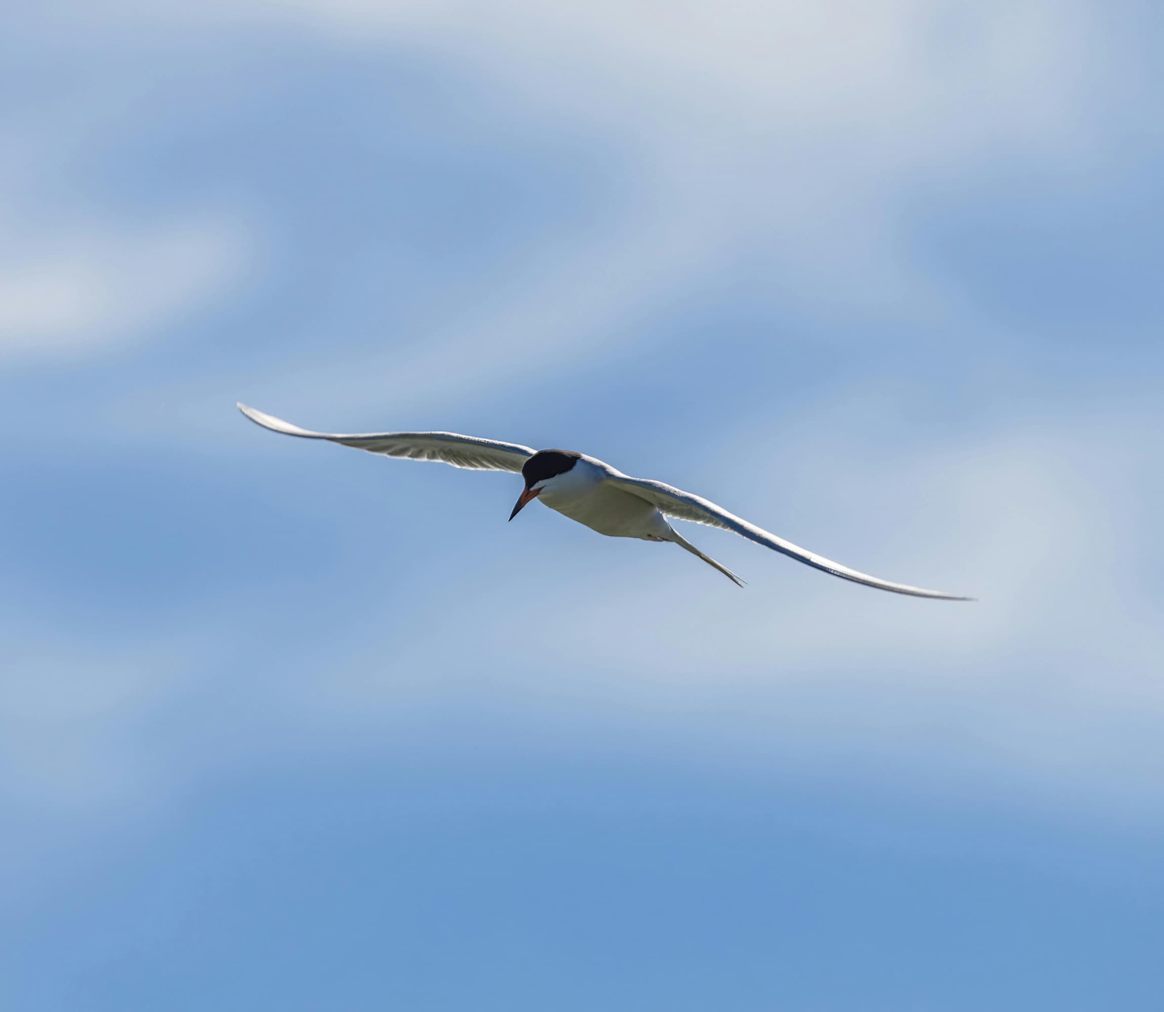 Arctic Tern soaring through a blue sky